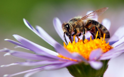 ¿Por qué son tan importantes las abejas?